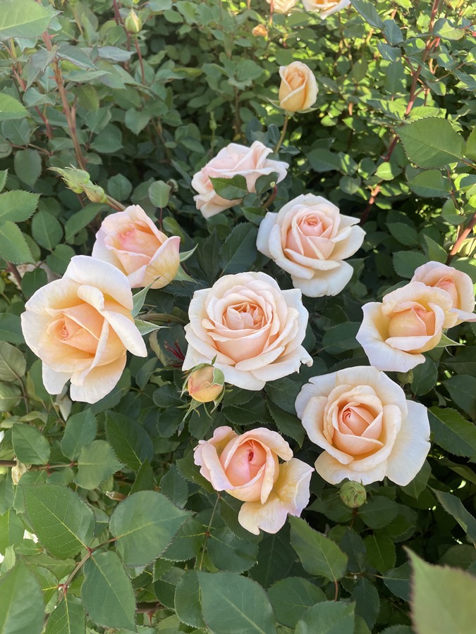 薔薇様 専用 バラ苗 鉢植え6寸 2025 ダブル デライト Double Delight