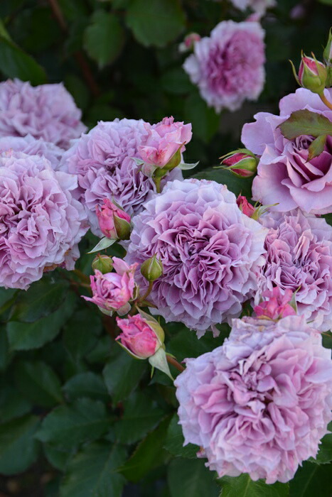 楽天市場】シャンパーニュ（大苗予約）7号鉢植え バラ苗 《農林水産省