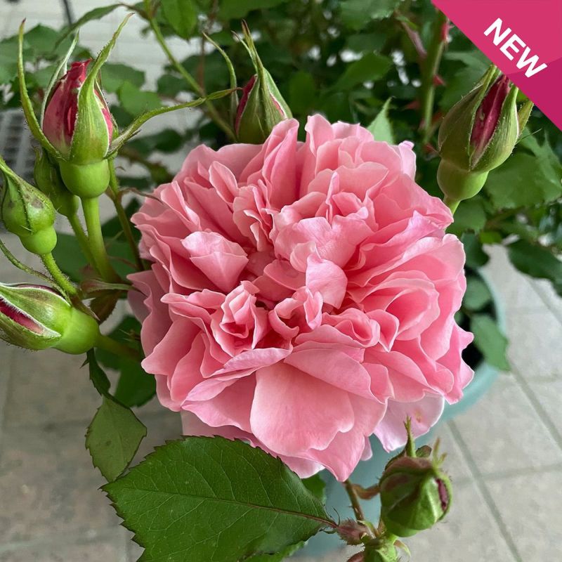 楽天市場】アン＝ソフィー・ピック（大苗予約）7号鉢植え 四季咲き 中