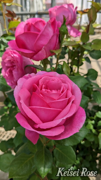 バラ苗、四季咲き、希少種、juli.. desiree.jpg
