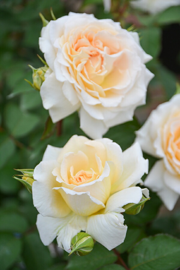 楽天市場】ピルエット（大苗予約）7号鉢植え バラ苗 《農林水産