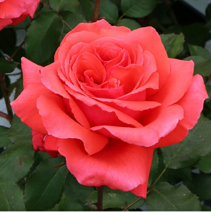 アンブラズマン パルフメ 大苗借りきる 7サイズ鉢植え ゴジャールローズ 薔薇苗 Mattschofield Com