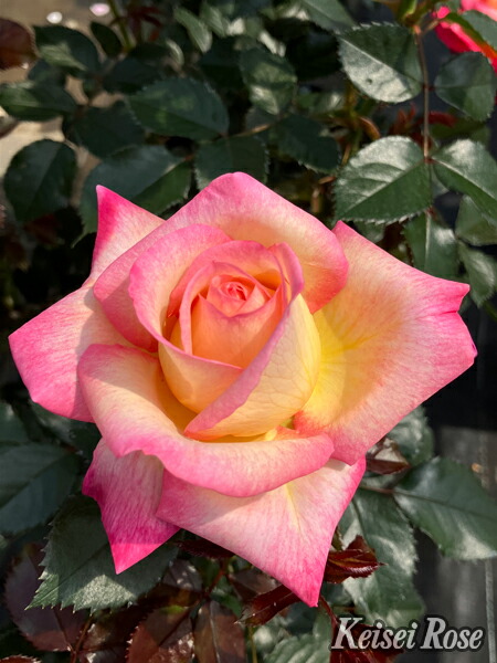 楽天市場】ピース（大苗）7号鉢植え 四季咲き大輪系（ハイブリッド