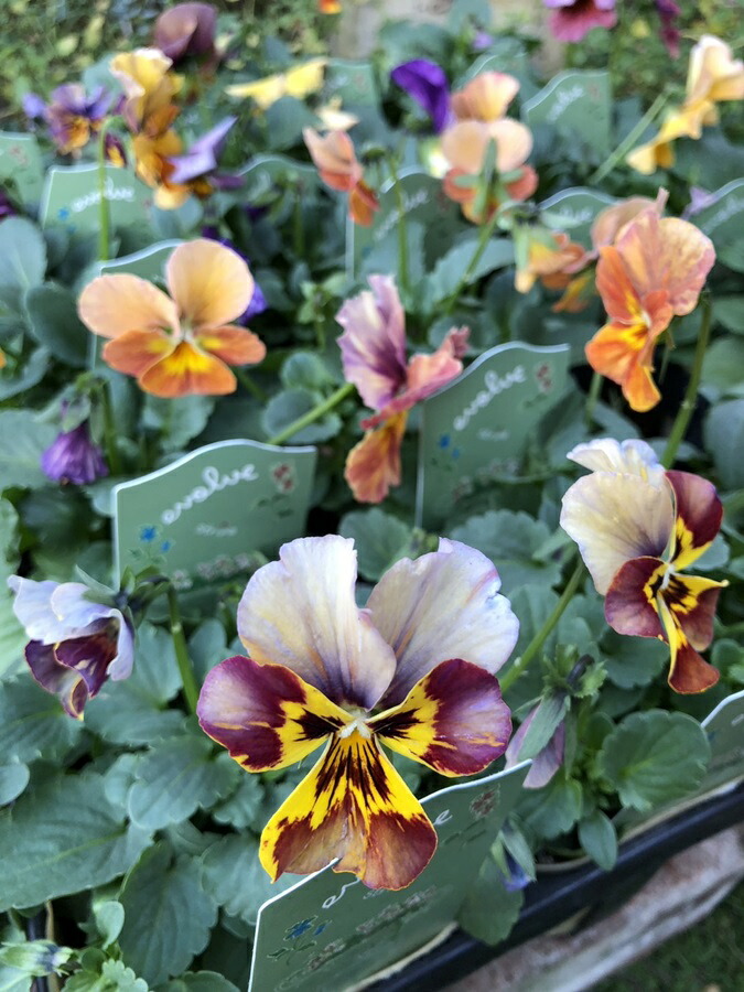 Gレア♡メゾンドビオラ♡歌劇スター♡３号♡ポットごと宅急便コンパクト メゾンドビオラさんのビオラ、歌劇スターを購入 - kotaの雑記帳