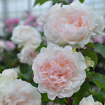 楽天市場】シャンパーニュ（大苗予約）7号鉢植え バラ苗 《農林水産省