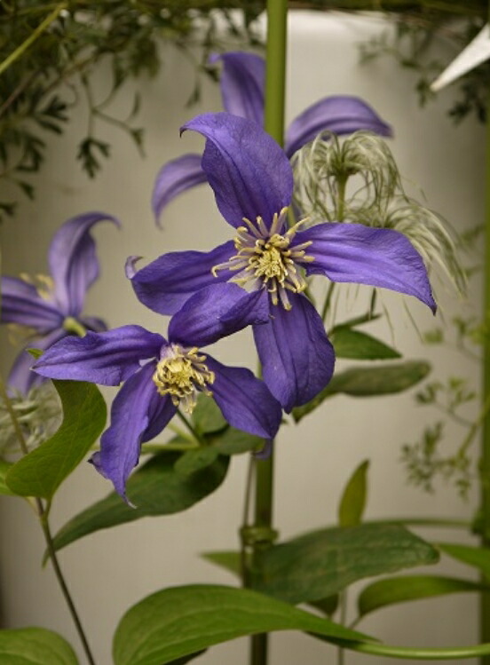 楽天市場】クレマチス 雪の華 4.5号サイズ2年生ポット苗 モンタナ系