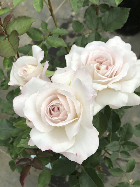 セットで出品。バラ売り不可です。8台 ibuki.jpg