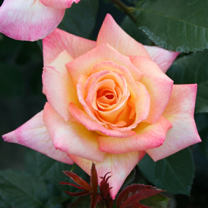 ジャン ドルメソン 大苗留保 7サイズ鉢植え ゴジャールローズ バラ苗 Mattschofield Com