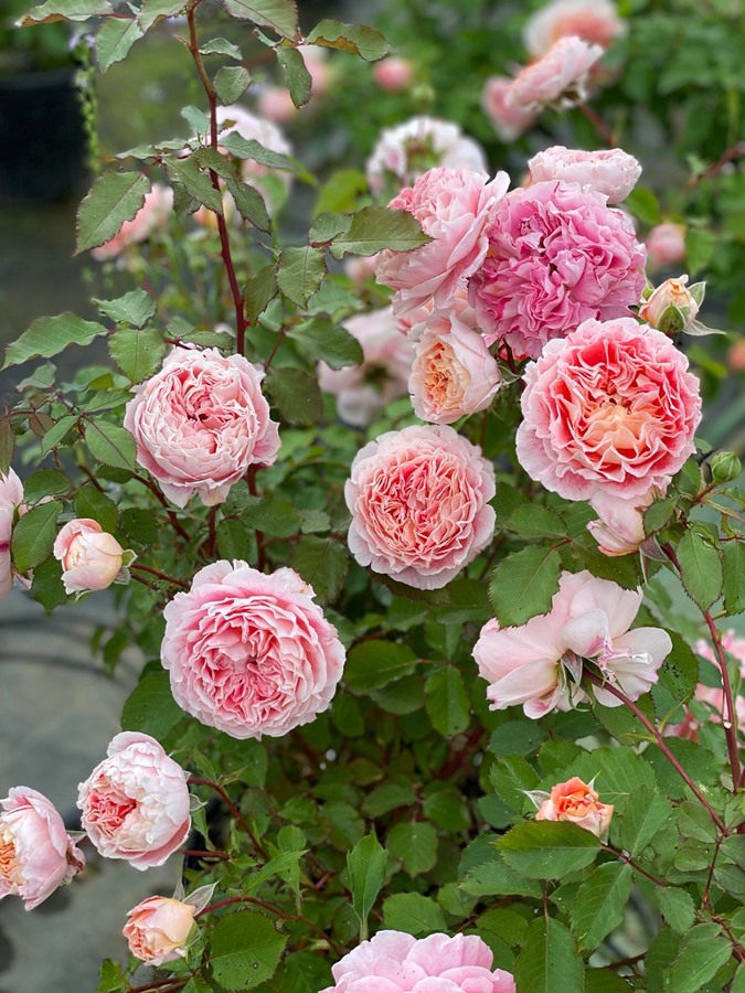 楽天市場】チャリティーローズ絆（大苗予約）7号鉢植え 四季咲き