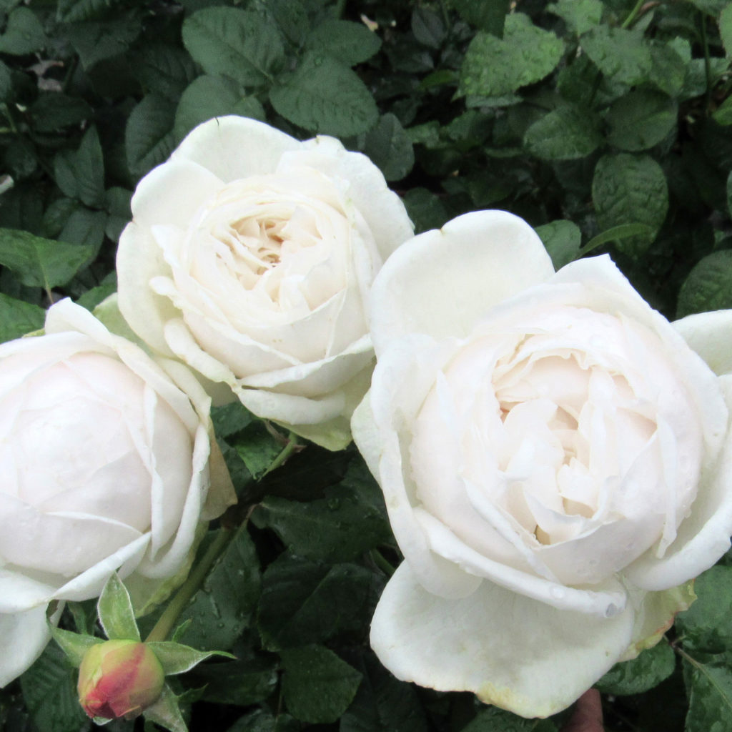 超激レア！正規マイセン　限定100枚　薔薇ブーケ　額入り 超激レア！正規マイセン 限定100枚 薔薇ブーケ 額入り