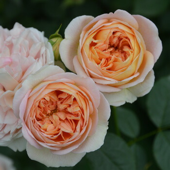 楽天市場】シャンパーニュ（大苗）7号鉢植え バラ苗 《農林水産省 品種