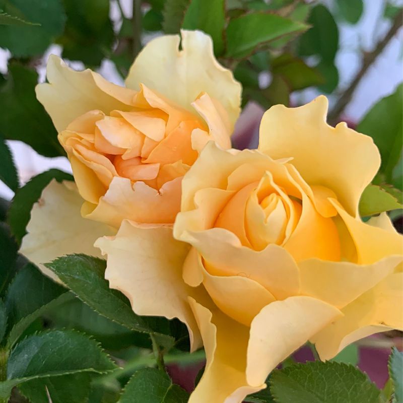 カチューシャ 大苗予約 7サイズ鉢植え 四季咲き胴中丸形祖 F G淡紅 ネオ今風のシリーズ バラ苗 Alertesos Com