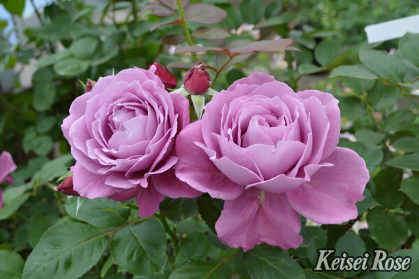 楽天市場】ローブデコルテ（大苗予約）7号鉢植え バラ苗 ロサ