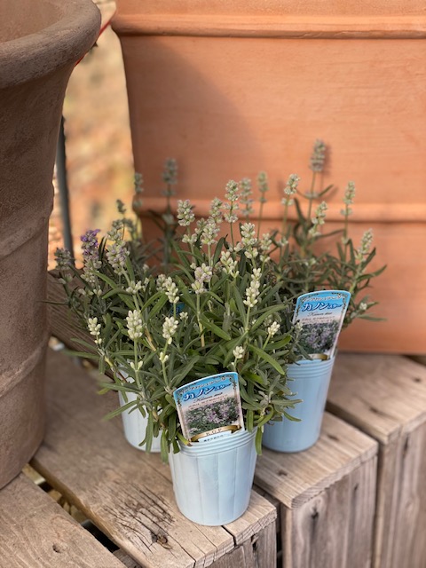 楽天市場 ラベンダー しずか イングリッシュ系 二季咲き 耐暑性ラベンダー 長崎ラベンダー ハーブ苗 3号ポット 大神ファーム