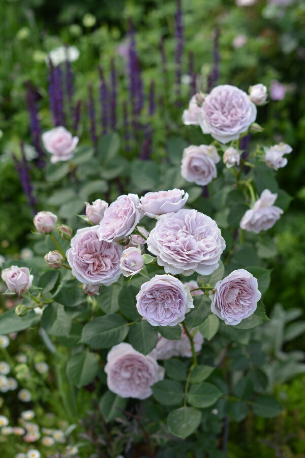 切り花品種バラ苗　レアバラ　大苗　アフタマ♡ バラ 切り花品種バラ苗 バラ 大苗 アフタマ? バラ 切り花品種バラ苗