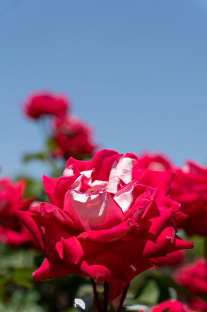 いつくしみ 大苗 7サイズ鉢植え バラ苗 四季華大輪素生 変り種ティーインググラウンドピンク Thac Or Th