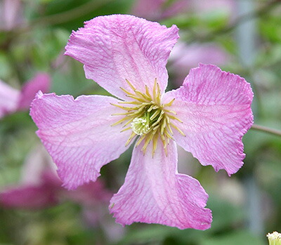 【限定セット】ラベル付きクレマチス4品種❤️流星❤️他 楽天市場】クレマチス 流星 5号鉢 リュウセイ 登録品種 送料無料