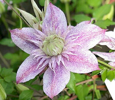 楽天市場】予約販売 クレマチス 流星 5号鉢 リュウセイ 登録品種 送料