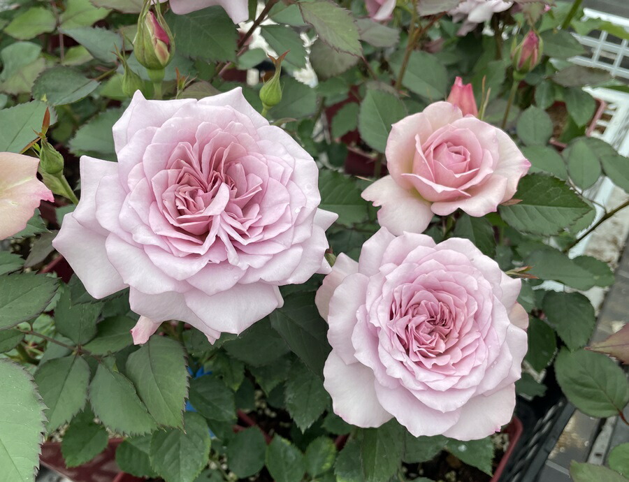 楽天市場】ここねいろ（大苗予約） 7号鉢植え 四季咲き F&Gローズ