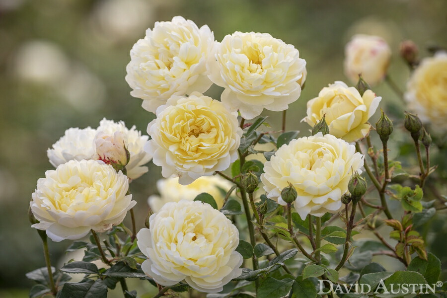 ナイ ベヴァン 大苗予約 7号鉢植え イングリッシュローズ デビッド オースチンローズ バラ苗 Auspital Umu Ac Ug