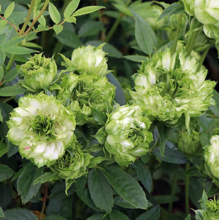 オリエンタル エクレール 大苗予約 7号鉢植え ブーケトスシリーズ 切り花向け品種 バラ苗 契約品種 58 以上節約