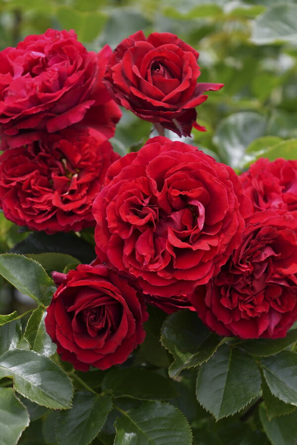 楽天市場】ポルト・ブルー（大苗予約）7号鉢植え バラ苗 ロサ