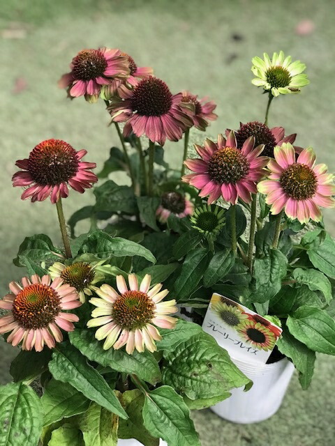 楽天市場】エキナセア 苗 センセーションピンク 9cmポット