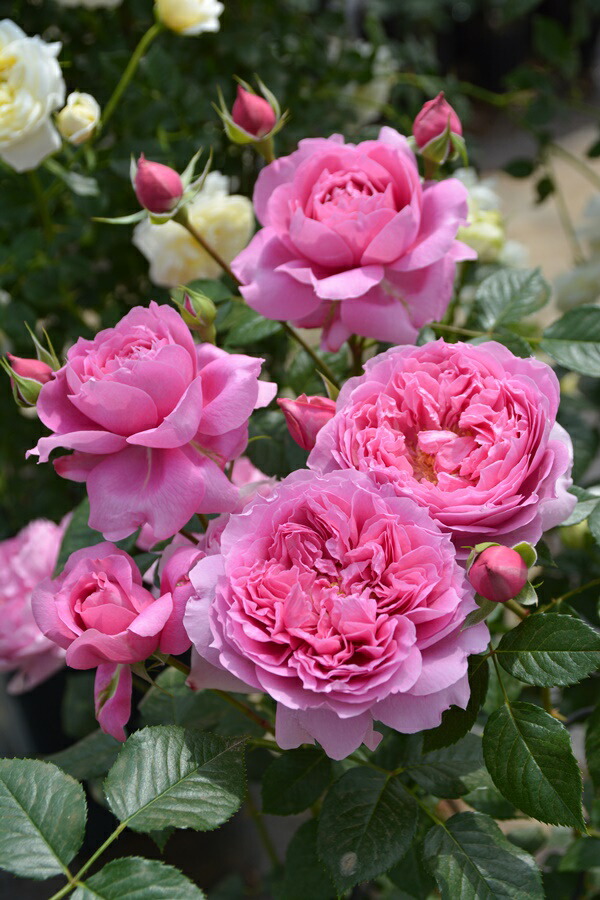 バラ オーギュスト ルノアール｜ROSE Auguste Renoir®｜花の手帖