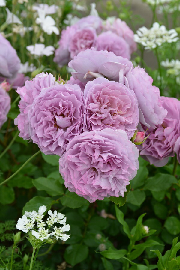 楽天市場】ローブ・ア・ラ・フランセーズ（大苗）7号鉢植え バラ苗