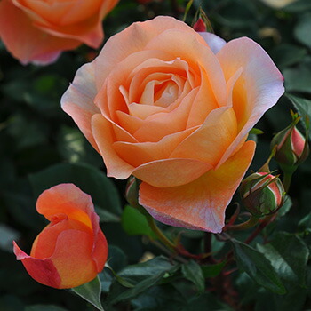 バラ大苗 シャンパーニュ 正規品 楽天市場】シャンパーニュ（大苗予約）7号鉢植え バラ苗 《農林