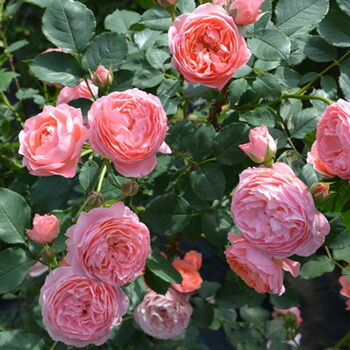 楽天市場 ロマンティック チュチュ 大苗予約 7号鉢植え バラ苗 繰り返し咲き シュラブ 強香 ロサ オリエンティス 大神ファーム