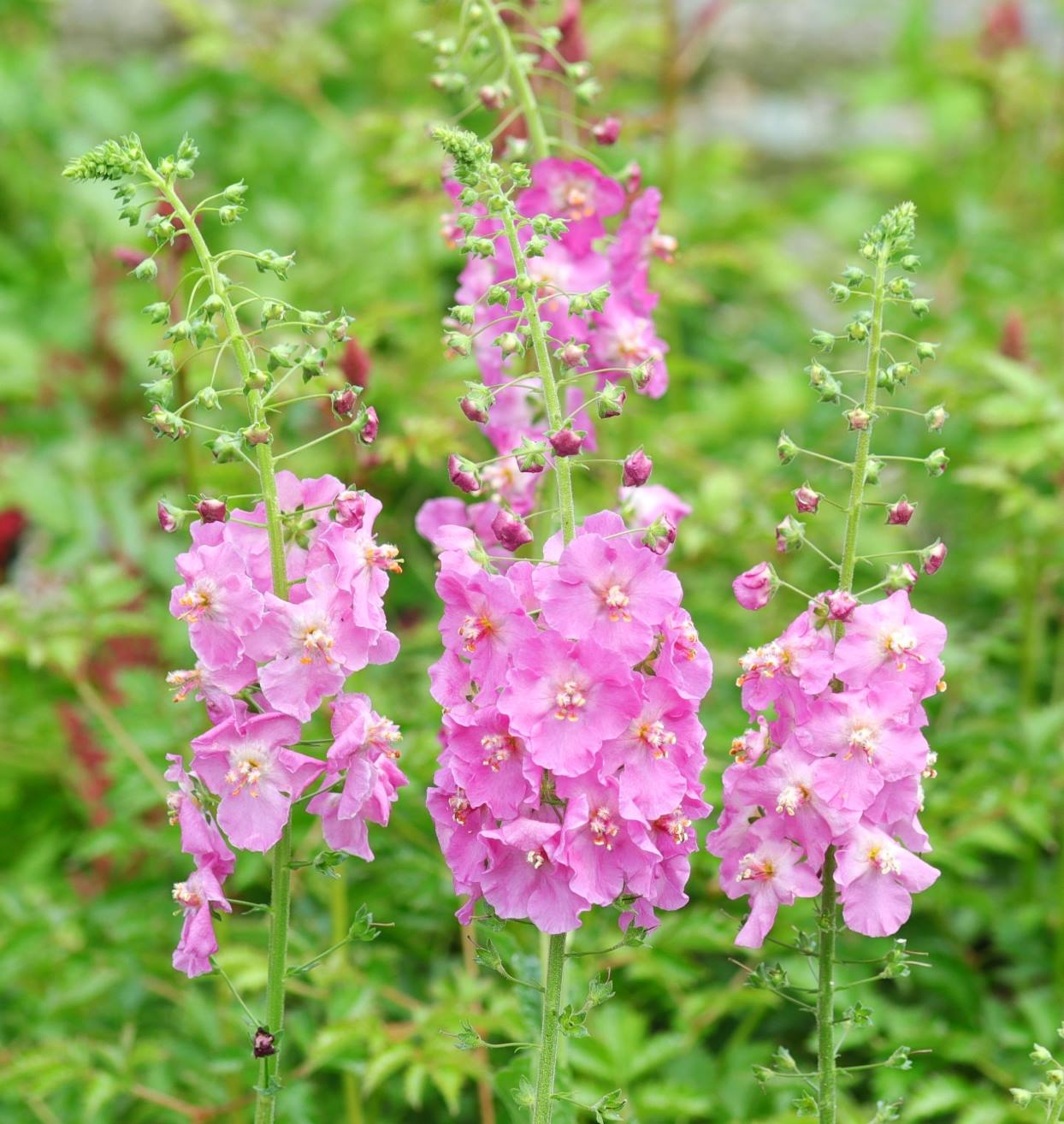 楽天市場】宿根バーベナ 'バンプトン' 宿根草 10.5cmポット : 大神ファーム