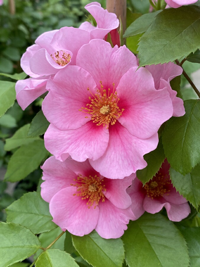 ドイリー1166❤️薔薇の花園大きなドイリー✨55cm クーポン対象外】 ドイリー1166❤️薔薇の花園大きなドイリー