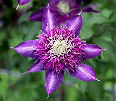 クレマチス　苗　⑤ imgrc0069043424.jpg