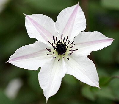 楽天市場】クレマチス 'H.F.ヤング' 系統：パテンス系 新旧両枝咲き