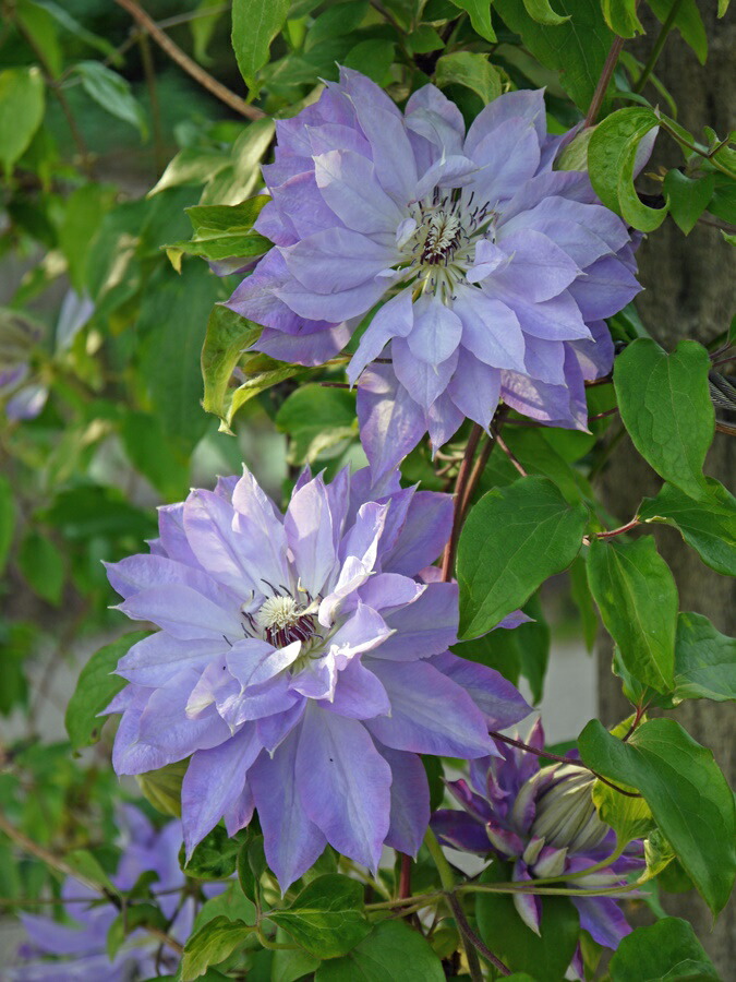 楽天市場】クレマチス 『 コロナ 』 パテンス系・旧枝咲き （ 早咲き