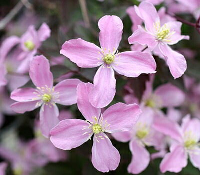 424＊モンタナ系クレマチス（プリムローズスター）　1年苗 楽天市場】クレマチス モンタナ 'プリムローズ スター' 1年苗 : お