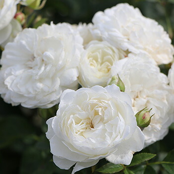 楽天市場】予約バラ苗 ロサオリエンティス トリニティ 大苗 7号鉢 白系