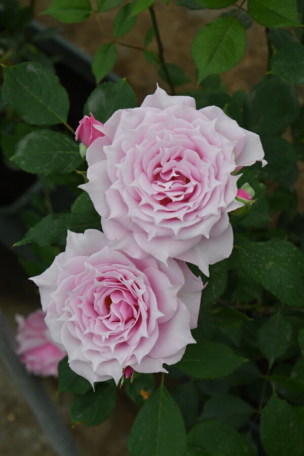 楽天市場】ポルト・ブルー（大苗予約）7号鉢植え バラ苗 ロサ