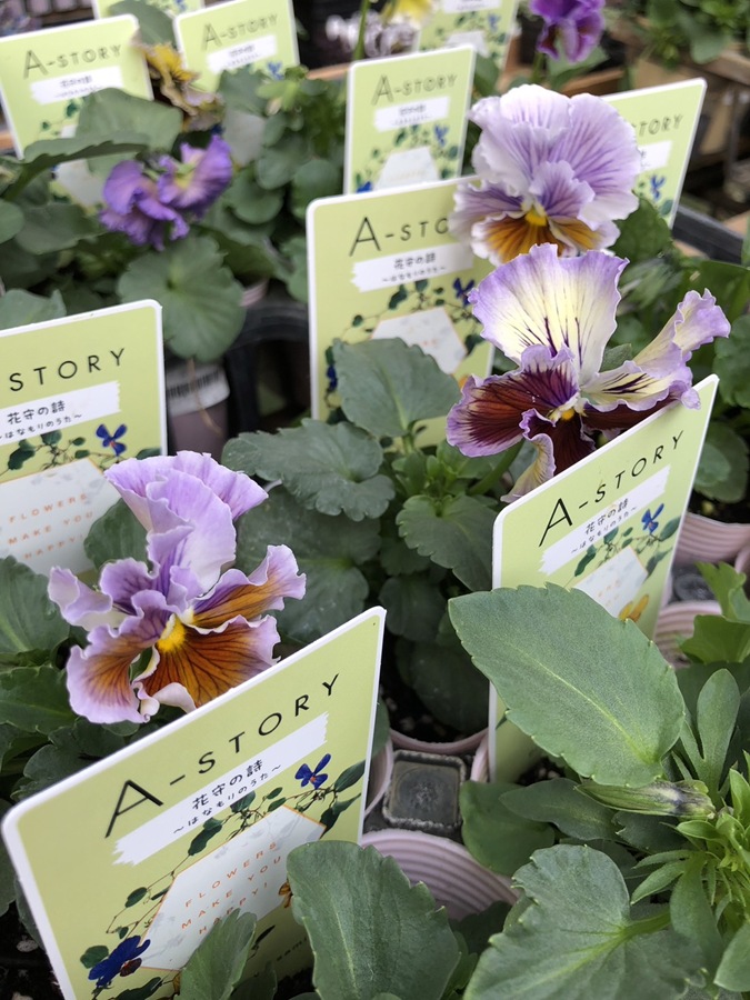 楽天市場】【予約販売】 ビオラ 歌劇☆スター 星宙 9cmポット 花苗