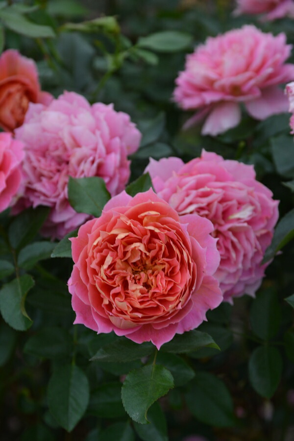 楽天市場】ポルト・ブルー（大苗予約）7号鉢植え バラ苗 ロサ