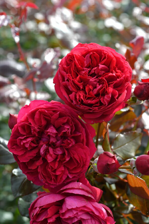 楽天市場】ザ・キングズ・ローズ(Ausa27a16)（大苗）7号鉢植え