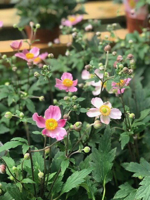 楽天市場】秋明菊（シュウメイギク）アオゾラ 3.5号苗（b10） : 千草園芸