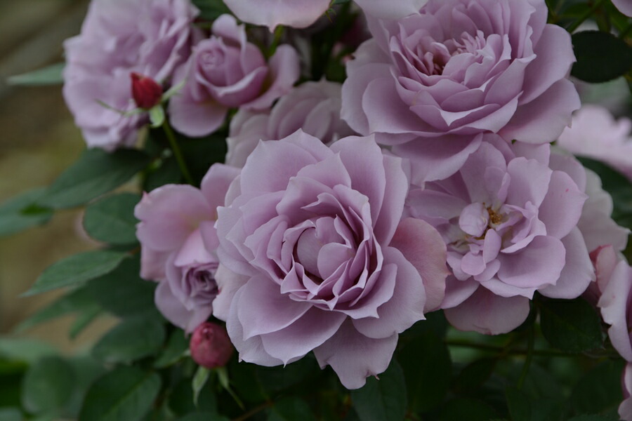 楽天市場】シャンパーニュ（大苗予約）7号鉢植え バラ苗 《農林水産省