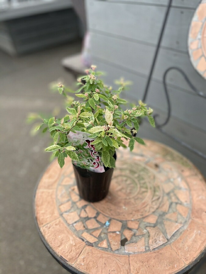 楽天市場】斑入り コデマリ ピンクアイス 2.5〜3号ポット苗 桜でまり