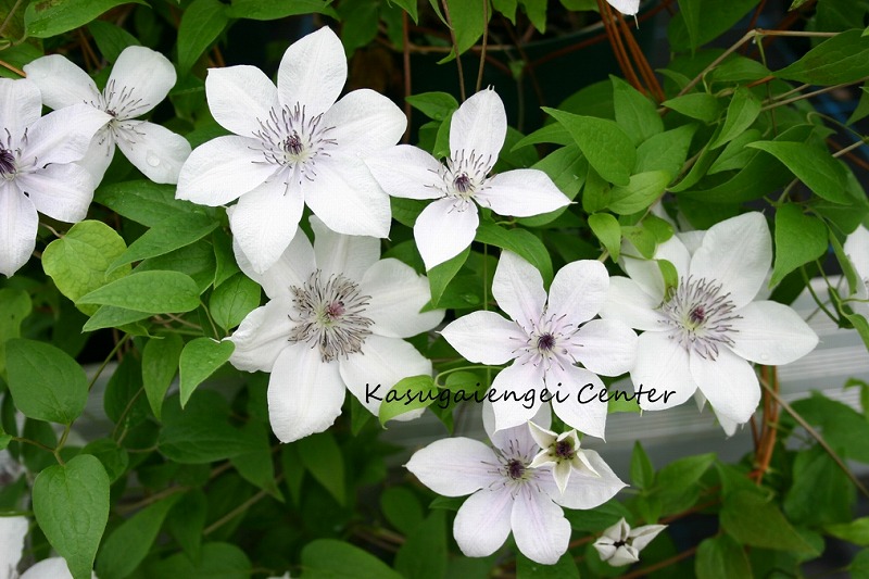 楽天市場】クレマチス 流星 5号鉢 リュウセイ 登録品種 送料無料