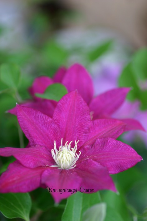 楽天市場】クレマチス 『 コロナ 』 パテンス系・旧枝咲き （ 早咲き