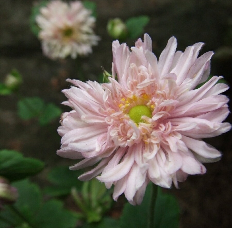 楽天市場】菊（キク、きく）秋咲き小菊 星日和 7.5cm ポット苗 2個