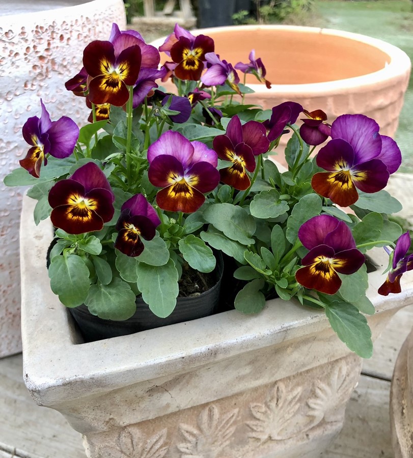 楽天市場】ミクロビオータ 15cmポット 苗 : トオヤマグリーン