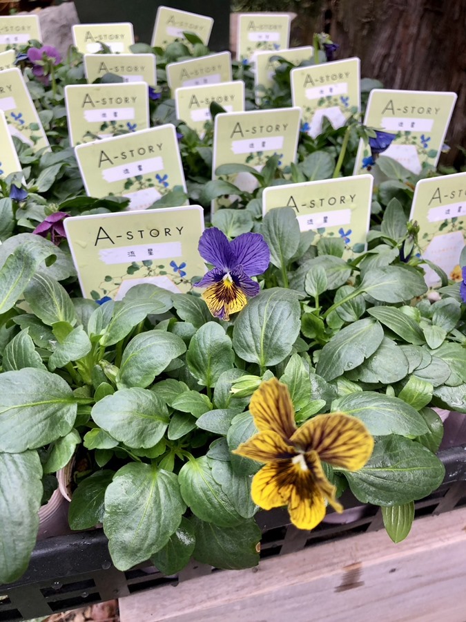 楽天市場】【予約販売】 ビオラ 歌劇☆スター 雪月花 9cmポット 花苗